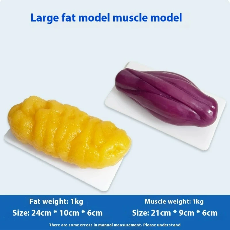 人間の筋肉と脂肪の模型 健康と減量のための栄養と科学 フィッ - Nutrition Of Fitness のレビューと価格